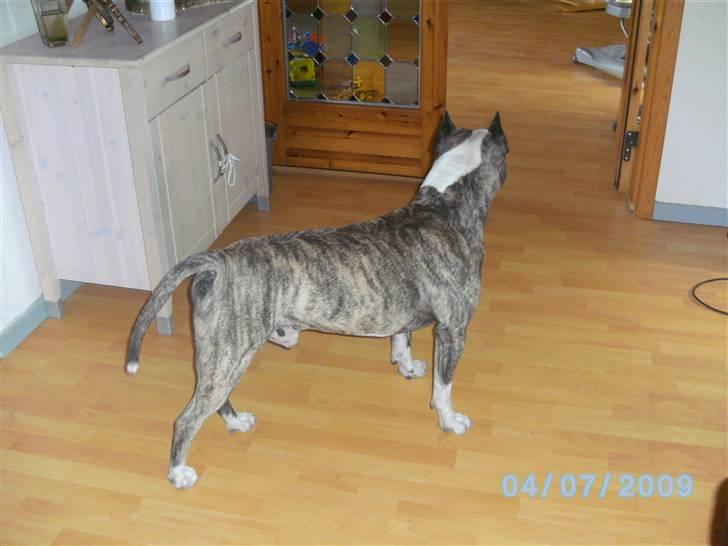 Amerikansk staffordshire terrier Mean  R.I.P - Kommer der besøg til mig nu???? billede 20