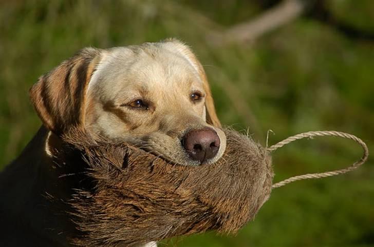 Labrador retriever Cooper - I skoven billede 1