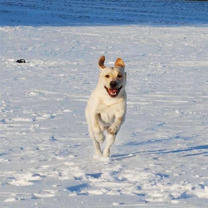 Labrador retriever Cooper - Cooper gir den gas, Vinter 2010 billede 2