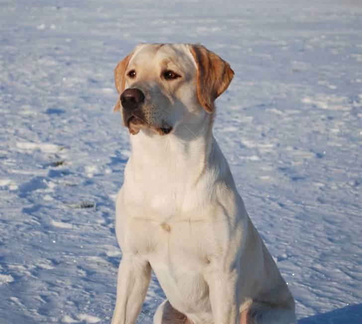Labrador retriever Cooper - Smukke Cooper 2010 billede 3