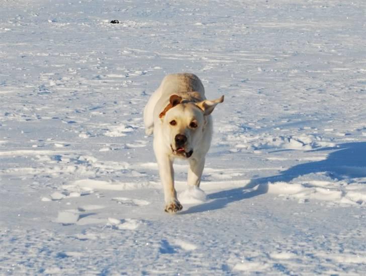 Labrador retriever Cooper - Ser bøv ud :-) billede 4