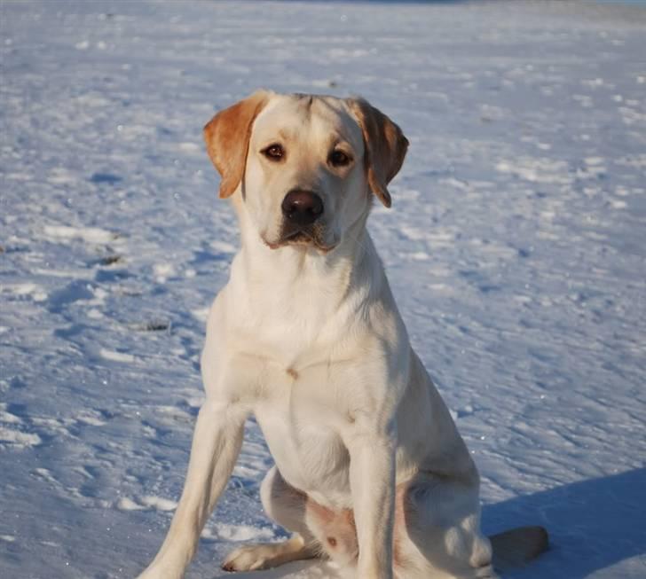 Labrador retriever Cooper - Fine hund, Vinter 2010 billede 5