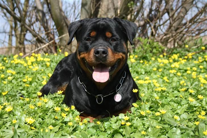 Rottweiler Haiki´s Aica - Aica, 2 år: billede 18