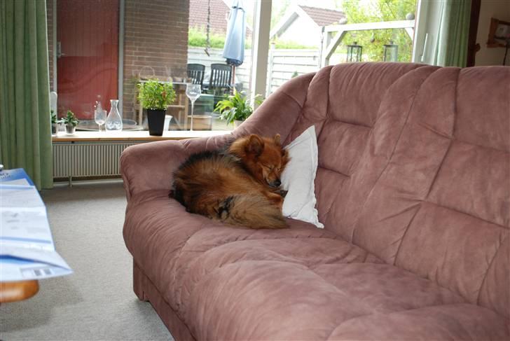 Mittelspitz Bamse billede 12