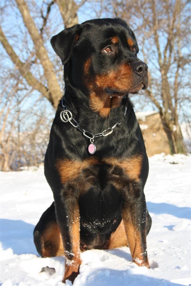 Rottweiler Haiki´s Aica - Aica, 20 mdr: billede 9