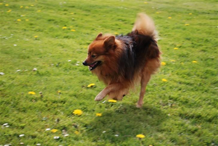 Mittelspitz Bamse billede 13