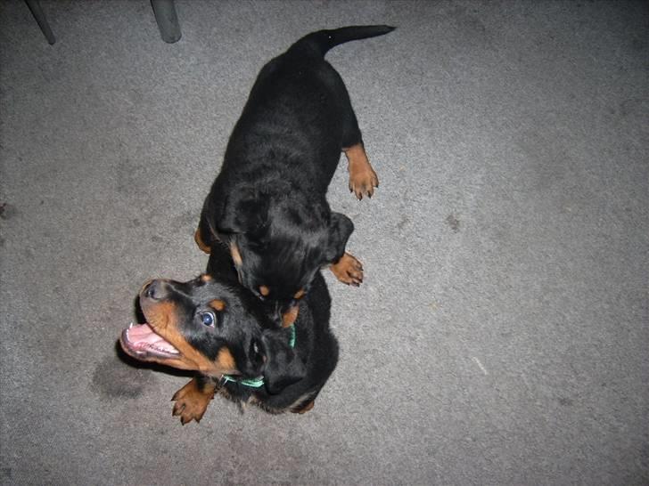 Rottweiler ALPHA + 8-02-2010 billede 18