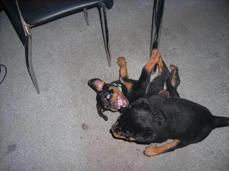 Rottweiler ALPHA + 8-02-2010 billede 19