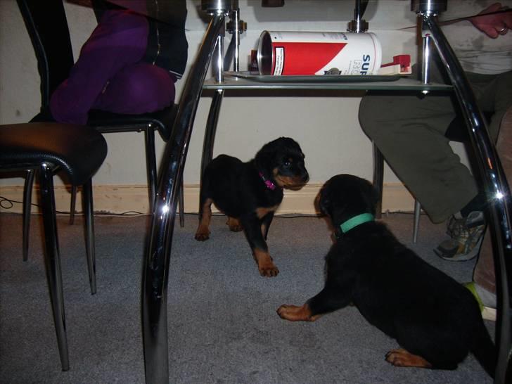 Rottweiler ALPHA + 8-02-2010 billede 20