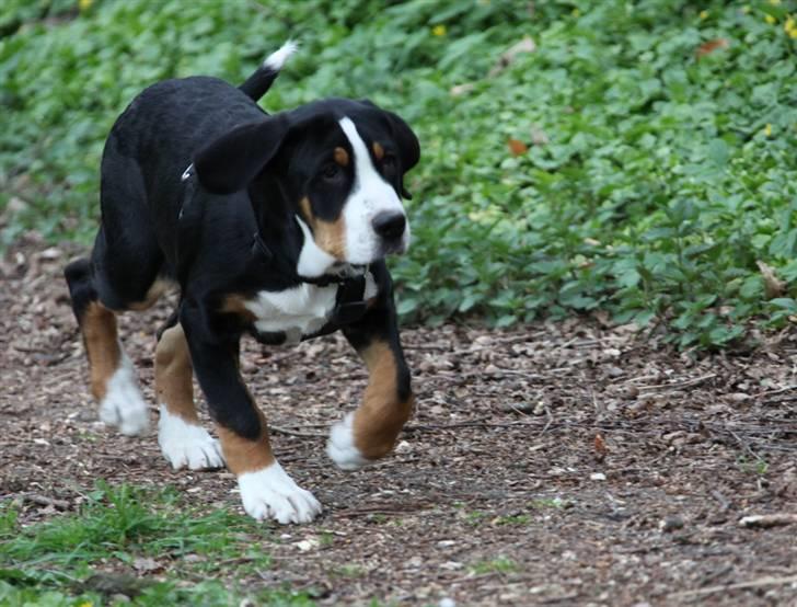 Grosser schweizer sennenhund Jomatanjo's Elmer...R.I.P. billede 8