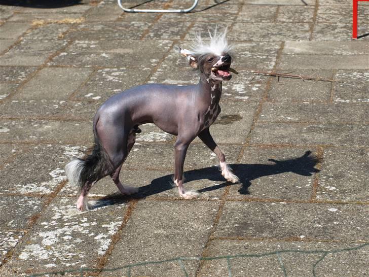 Chinese crested hårløs Yin- Shing.Sun - ja, så er det vist ved at være sommer billede 9