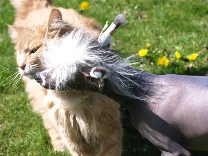 Chinese crested hårløs Yin- Shing.Sun - sikke en sød kat billede 10