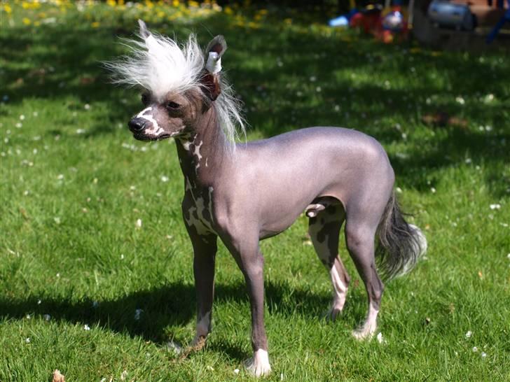Chinese crested hårløs Yin- Shing.Sun - min mor siger at jeg er meget smuk billede 11