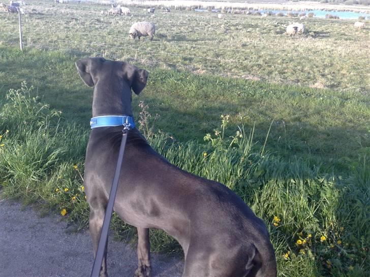 Grand danois BONEL ZAGANELLI  - uldtotter.....hmmm spændende!!! billede 12