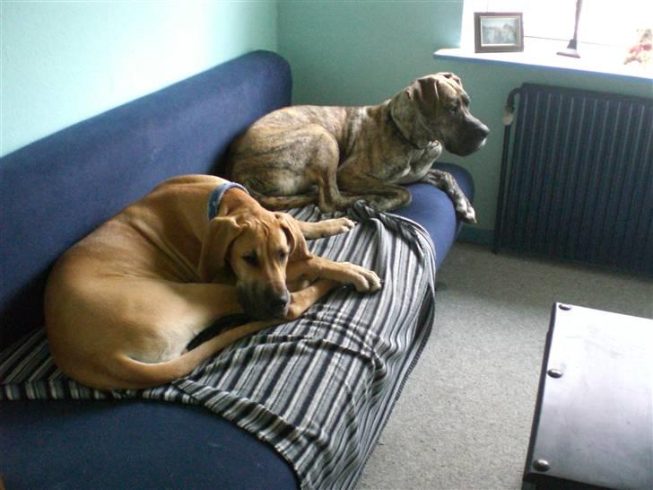 Grand danois Bufas billede 16