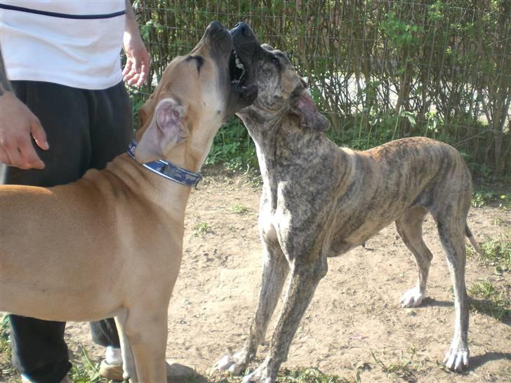 Grand danois Bufas - Busas & Elma billede 17