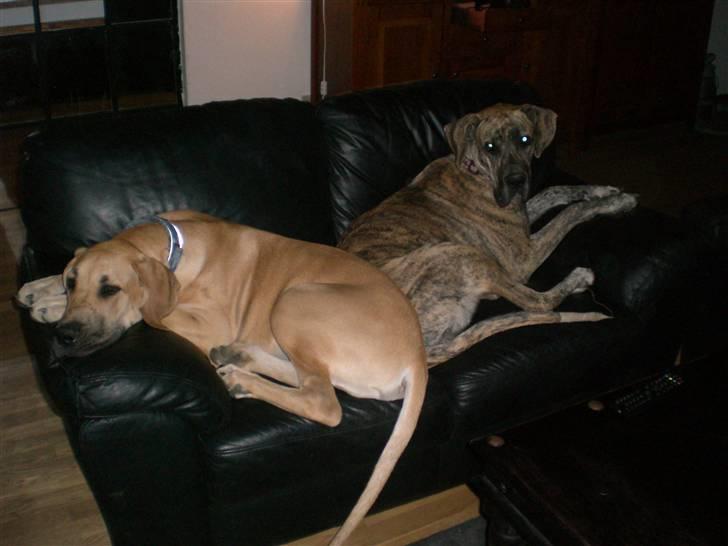 Grand danois Bufas billede 18