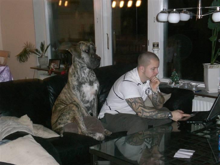 Grand danois Elma - Kigger på hundegalleri sammen med far (: billede 15