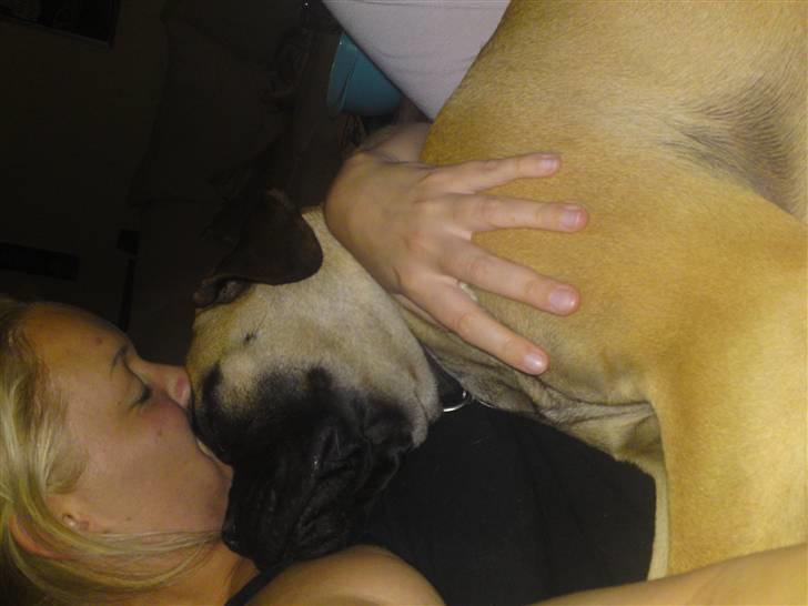 Bullmastiff Caya - Legestue med Frække Dina... billede 6