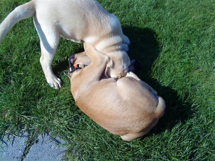 Bullmastiff Caya - Uuuh der bliver gået til den... billede 7