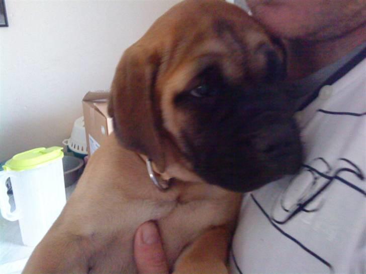Bullmastiff Caya - Caya sidder trygt i fars favn... billede 8