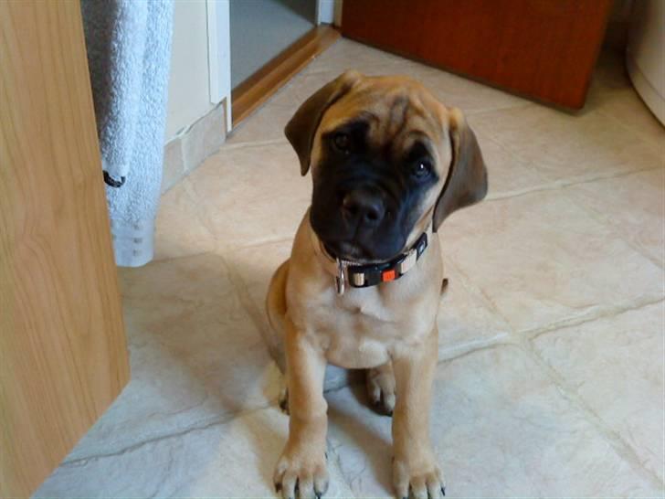 Bullmastiff Caya - Min smukke Caya... billede 9
