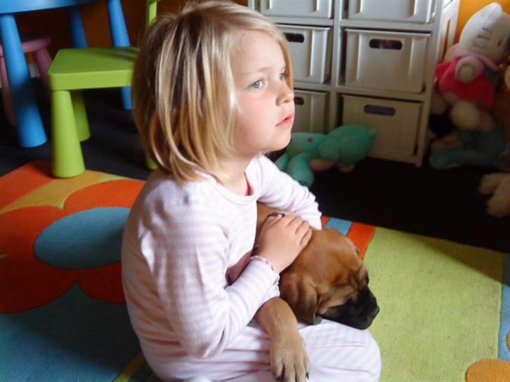 Bullmastiff Caya - Ren råhygge billede 11