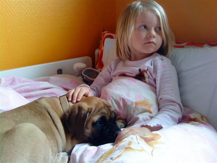Bullmastiff Caya - Et af Cayas favoritsteder... ;o) billede 12
