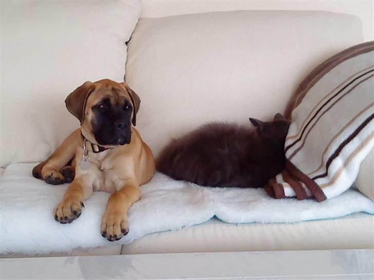 Bullmastiff Caya - Hæ hæ hæ missen har ikke opdaget mig... billede 13