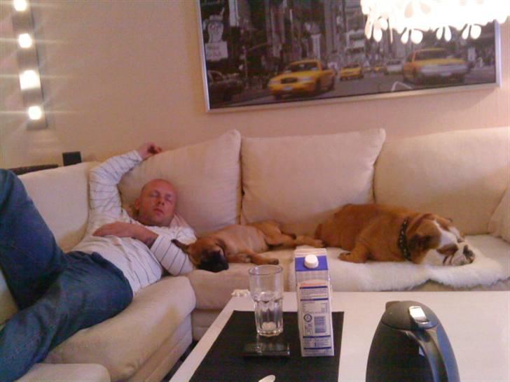 Bullmastiff Caya - En almindelig aften i sofaen ;o) billede 14