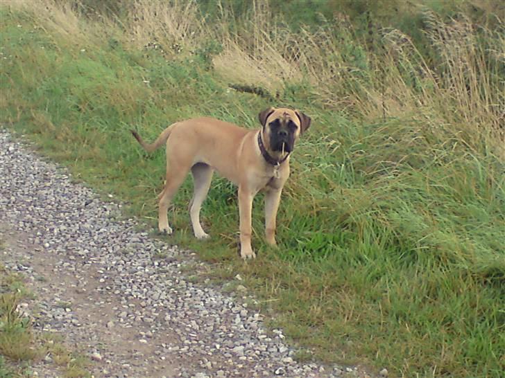 Bullmastiff Caya - Legestue hos Brak´s... billede 15