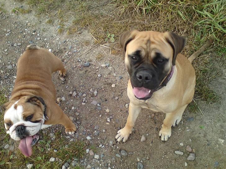 Bullmastiff Caya - Åh det er skønt at se sine søskende igen... billede 16