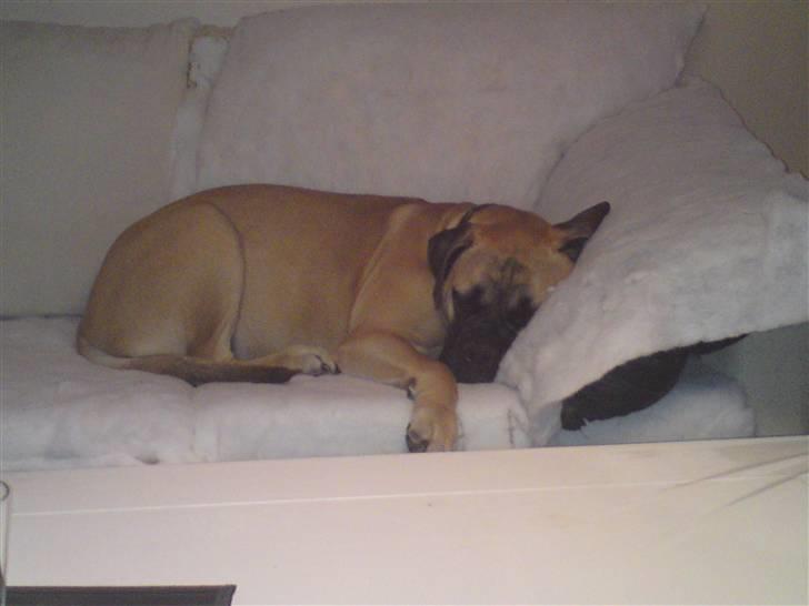 Bullmastiff Caya - Jaa mindre ku ikke gøre det vel Caya!!! billede 17