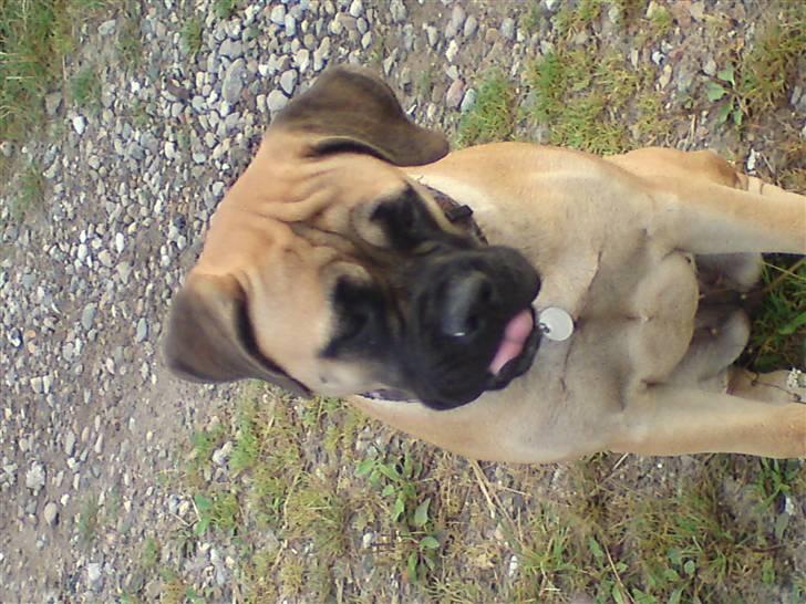 Bullmastiff Caya - Uuh Nero skal bare ha´... billede 18
