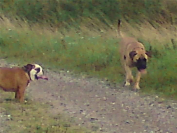 Bullmastiff Caya - Har jeg ham?? Har jeg ham endelig...?!! billede 19