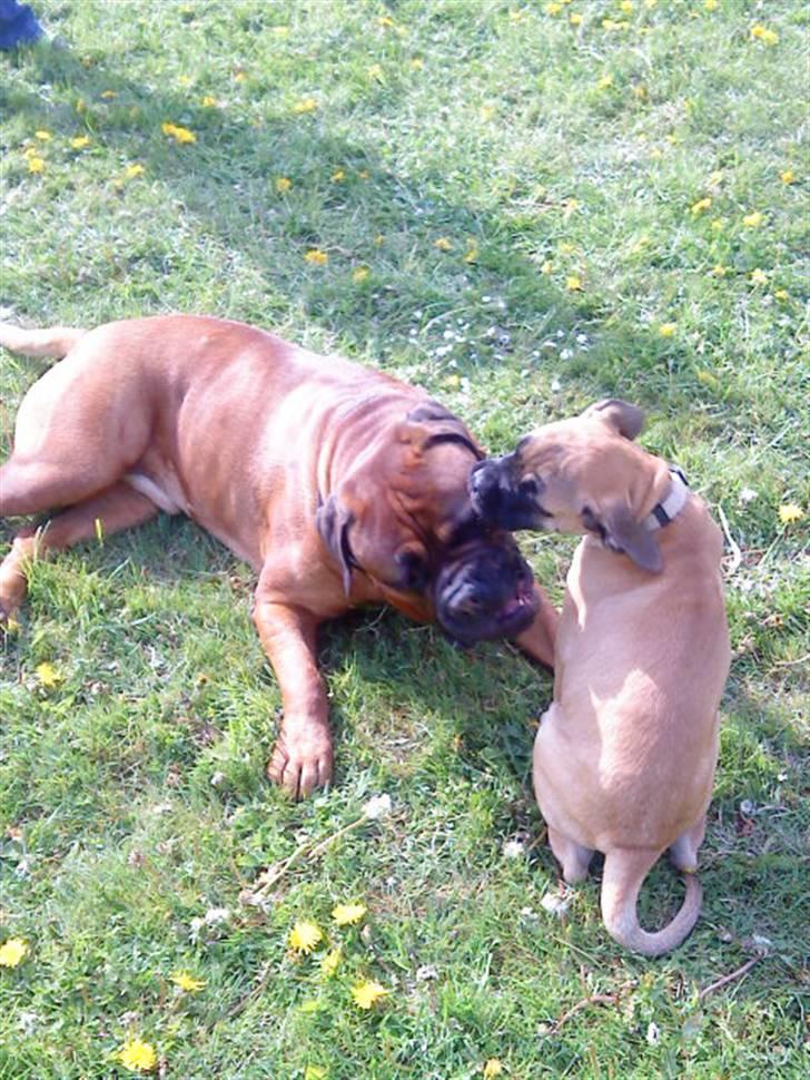Bullmastiff Caya - Tak for kampen, søde Nero... billede 20