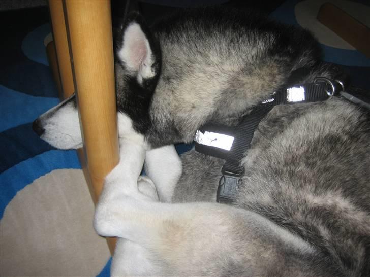 Siberian husky Zico Født i Juelsminde - Mor kalder mig Krølle Bølle.  billede 8