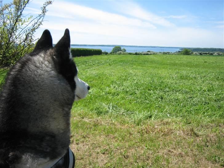 Siberian husky Zico Født i Juelsminde - Zico nydder den fine udsigt. billede 9