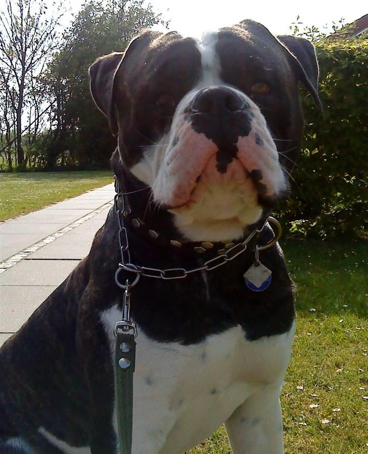 Amerikansk bulldog Carlos billede 17