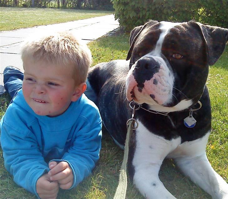 Amerikansk bulldog Carlos billede 18