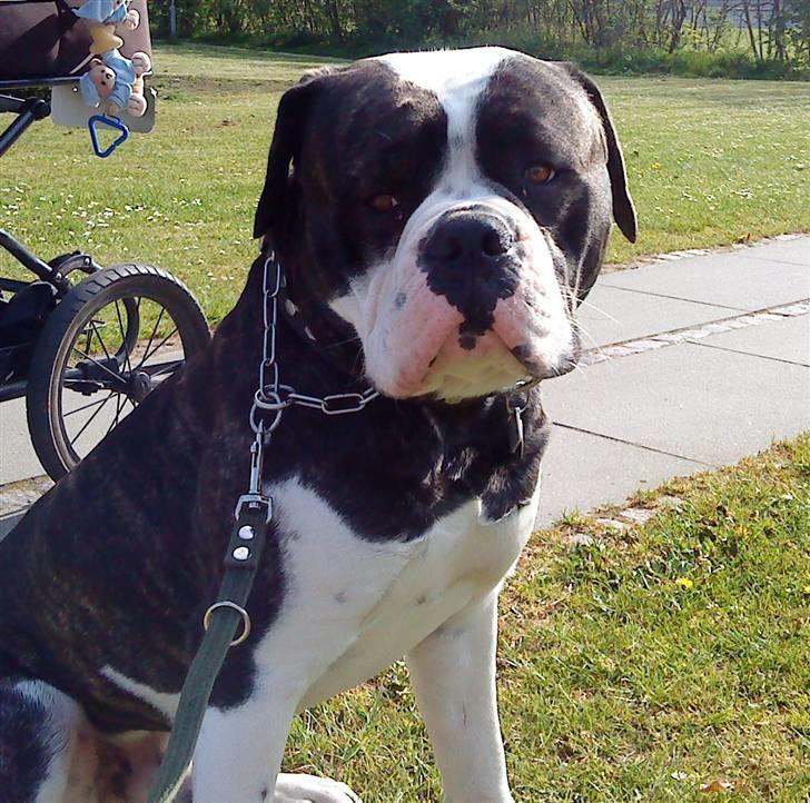 Amerikansk bulldog Carlos billede 19