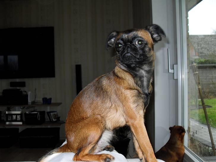 Griffon petit brabancon Sandie billede 10