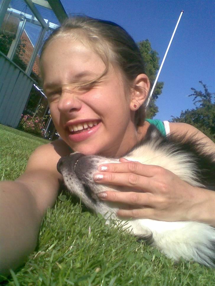 Finsk lapphund | Finda Davin Topper «3 - i haven er sommerdag(: billede 1