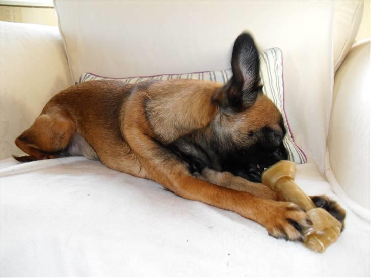 Griffon petit brabancon Sandie billede 11