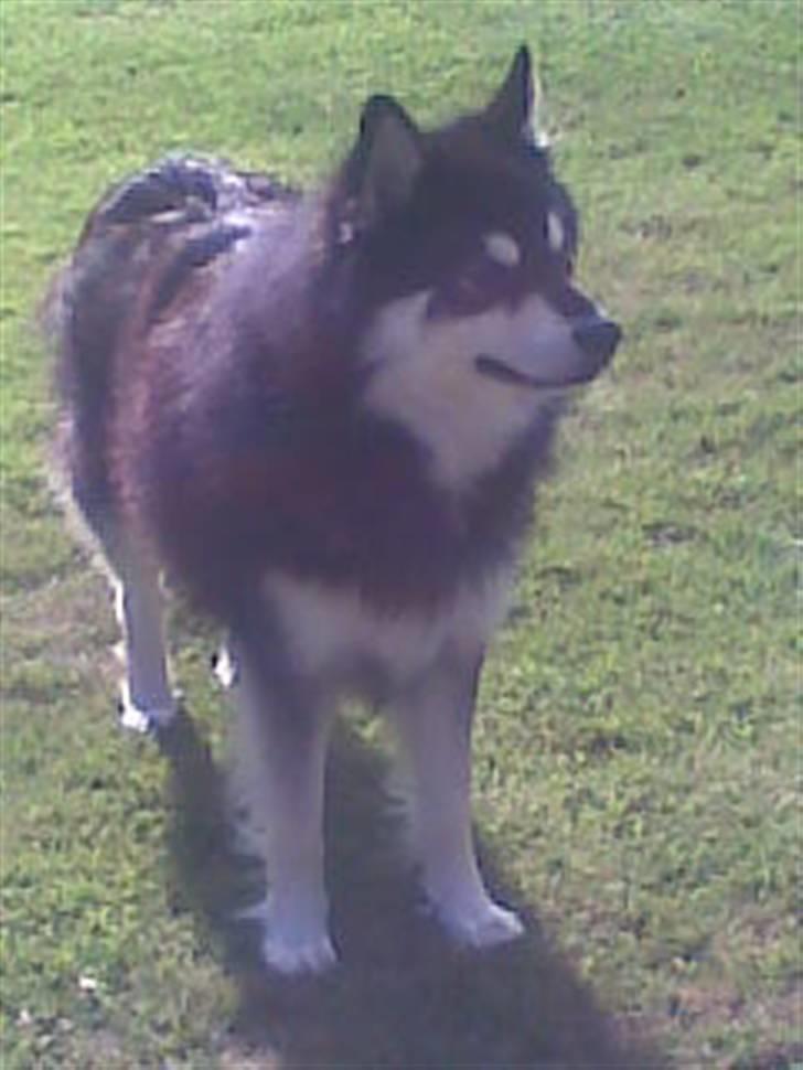 Finsk lapphund | Finda Davin Topper «3 - Min smukke fotomodel(´:  billede 2