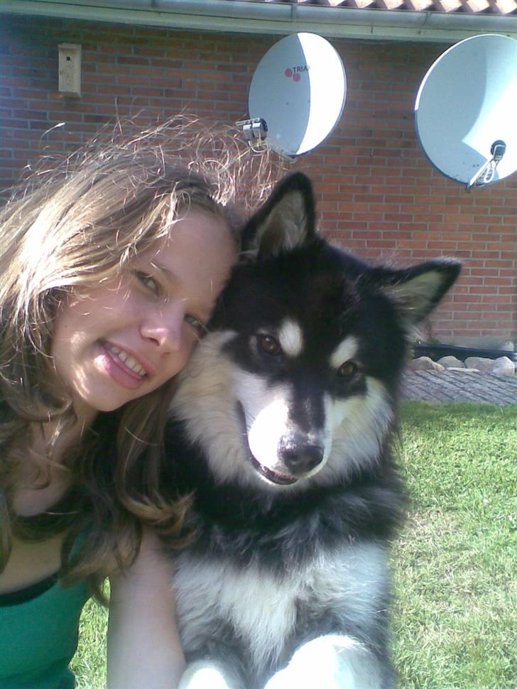 Finsk lapphund | Finda Davin Topper «3 - Varm sommerdag, med topsen :´D billede 3