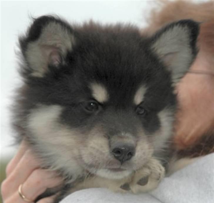 Finsk lapphund | Finda Davin Topper «3 - Topper| få uger gammel.  billede 4
