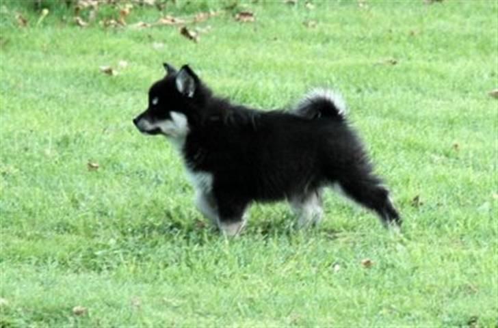 Finsk lapphund | Finda Davin Topper «3 - Topper ved sit gamle hjem (: billede 5