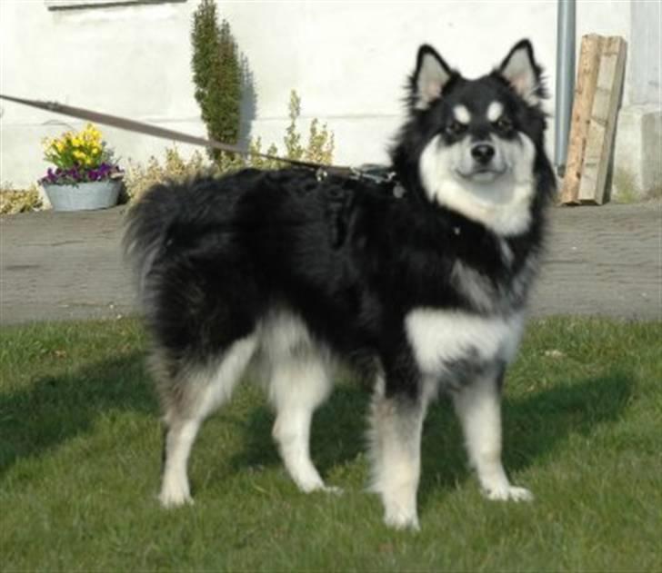 Finsk lapphund | Finda Davin Topper «3 - på besøg hos de tidligere ejere <3 billede 6