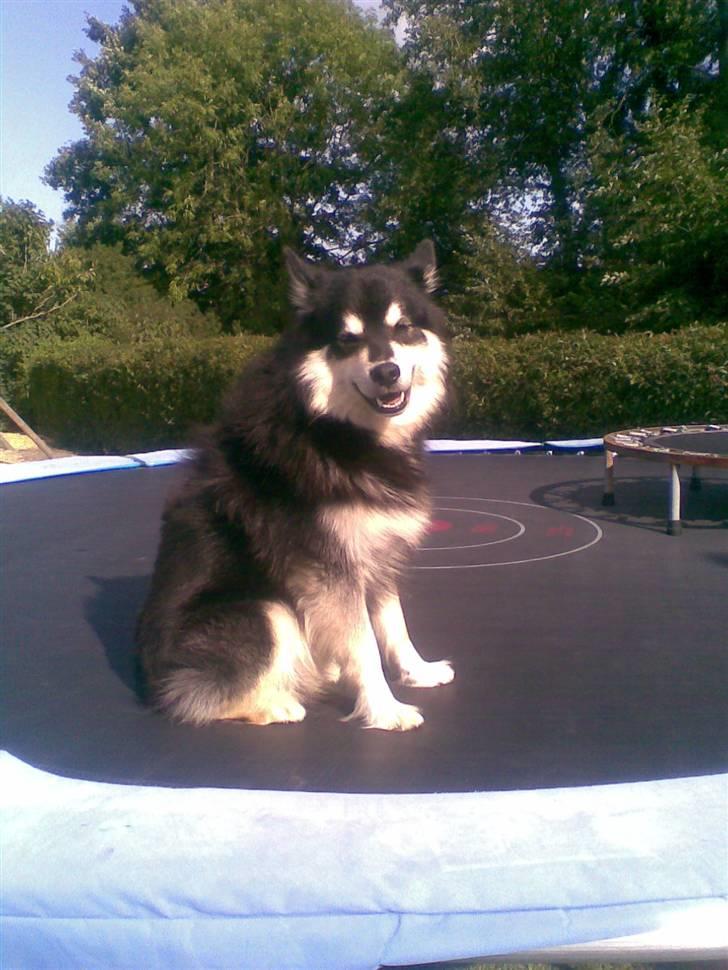 Finsk lapphund | Finda Davin Topper «3 - topper på trampolinen- han elsker det! billede 7